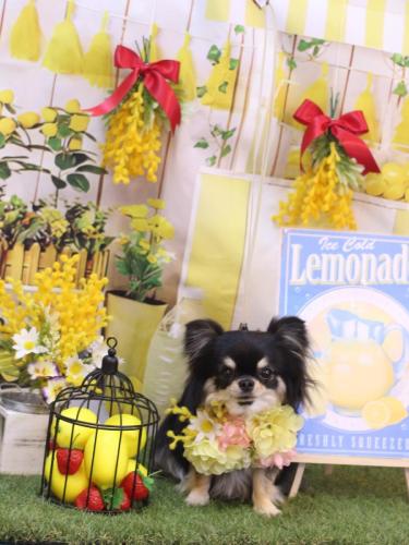 20240406プリンちゃん